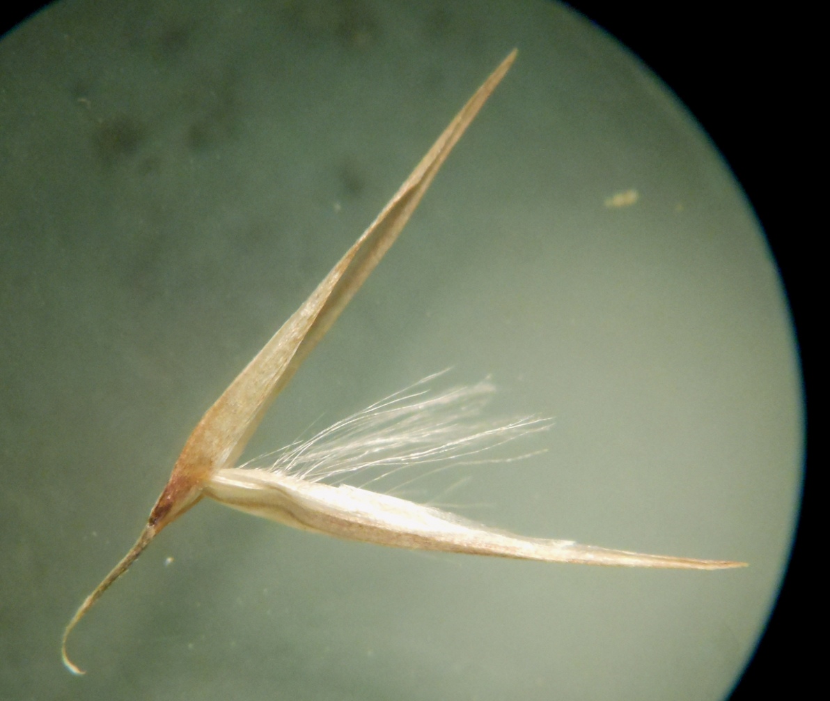 Arundo donaciformis (Loisel.) Hardion, Verlaque & B. Vila